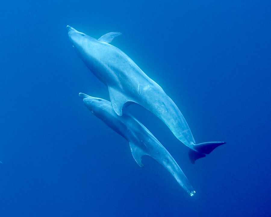 Delfini nel San Paolo Dolphin Refuge